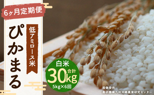 【 白米 】 ぴかまる 5kg 低アミロース米 保存袋付き - 福岡県筑後市