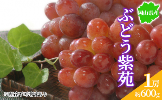 ぶどう 2023年先行予約 紫苑 1房 約600g 岡山県産 お届け 2023年11月