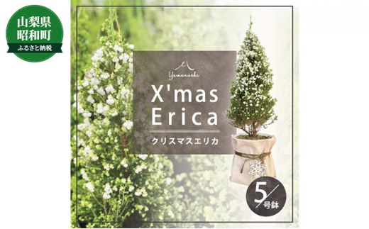 №5649-0454]クリスマスエリカ 5号鉢(スズランエリカ)観葉植物、卓上