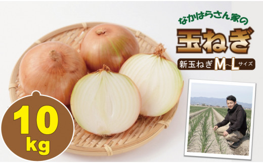 タマネギ(新玉ねぎ)なかはら農園 (10kg)サイズL~Mサイズ (たまねぎ、玉葱)