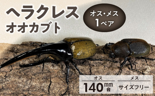 ヘラクレスオオカブト】オス（140mm台）・メス（サイズフリー） 1ペア_カブトムシ ヘラクレス オオカブト 1ペア オス 140mm台 メス  サイズフリー 後食済み 昆虫 成虫 生体 ヘラクレスオオカブト 王様 かぶとむし養殖工房ダイナステスPlus 虫 累代飼育 幼虫管理飼育 養殖 ...