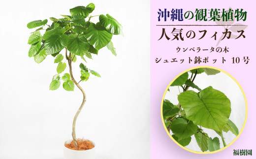 沖縄の観葉植物　人気のフィカス ウンベラータ10号 シュエット鉢ポット