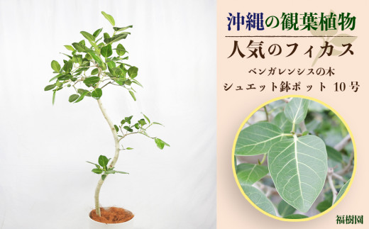 沖縄の観葉植物 人気のフィカス ベンガレンシス10号 シュエット鉢ポット - 沖縄県うるま市｜ふるさとチョイス - ふるさと納税サイト