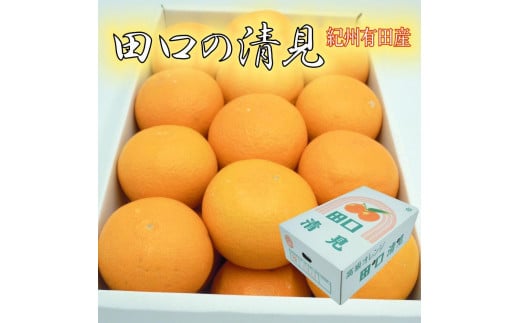 田口の清見オレンジ 秀品 5kg L～３L（30玉～18玉）化粧箱入り サイズ