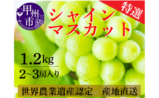 シャインマスカット 1.2kg（2～3房） 山梨県甲州市 産地直送【2024年発送】（ORJ）B12-802 - 山梨県甲州市｜ふるさとチョイス -  ふるさと納税サイト