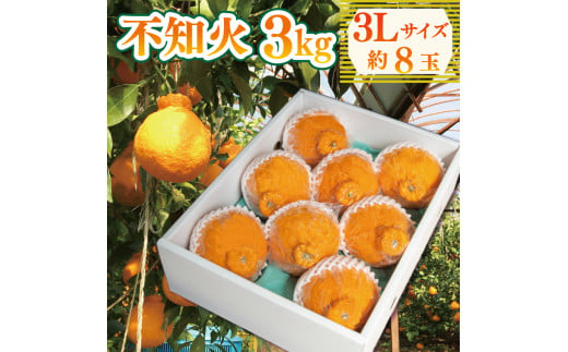 果物 しらぬい 3kg 3Lサイズ 8玉入り 先行予約 令和 6年産 1箱 不知火 柑橘 阿波市産