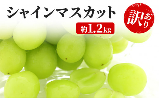 y쌧钬z[5729-0254]󂠂 VC}XJbg 1.2kg  YANAGISAWA Ԃǂ  }XJbg uhE t[c ʕ VCy ʕ z