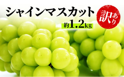 №5729-0253]訳あり シャインマスカット 約1.2kg 粒 柳澤果樹園 ぶどう 長野 マスカット ブドウ フルーツ 果物 シャイン【 果物類  】 - 長野県坂城町｜ふるさとチョイス - ふるさと納税サイト