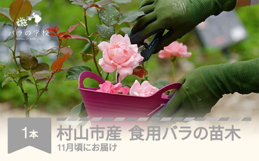 ふるさと納税 食用バラの苗木 裸苗 苗 バラ 薔薇 山形県村山市産 bg