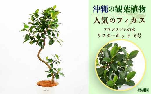 沖縄の観葉植物 人気のフィカス フランスゴム6号 ラスターポット