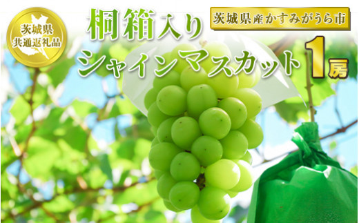 桐箱入りシャインマスカット 1房【茨城県共通返礼品 かすみがうら市産】 ※2024年8月～2025年1月下旬頃に順次発送予定 - 茨城県守谷市｜ふるさとチョイス  - ふるさと納税サイト