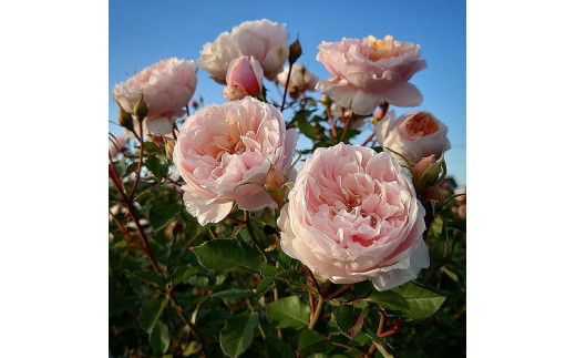 Apple Roses】バラ苗『メーヴェ』新苗育成苗6号ポット植え[52210681] - 埼玉県飯能市｜ふるさとチョイス - ふるさと納税サイト