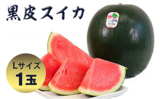 産地直送！種が少なく甘い「黒皮スイカ 」Lサイズ1玉 - 千葉県富里市