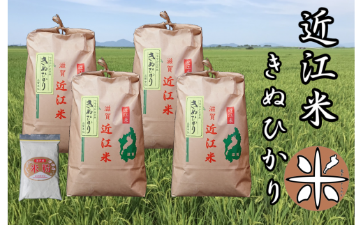 米 近江米 新米 白米 きぬひかり 20kg ( 5kg × 4袋 ) 令和4年産 米粉