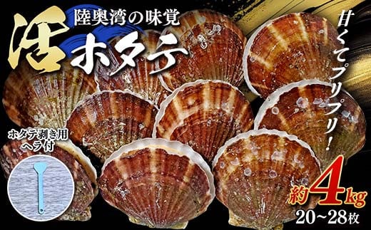 先行予約】甘くてプリプリ！ 陸奥湾の味覚♪ 活ホタテ 約4kg (20～28枚) 【太平丸】 活ホタテ ホタテ ほたて 生ほたて 帆立 陸奥湾 むつ湾  殻付き 貝付き 貝 貝柱 魚介 青森 青森県 東北 海鮮 新鮮 BBQ バーベキュー キャンプ F21J-195 - 青森県平内町｜ふるさとチョイス  ...