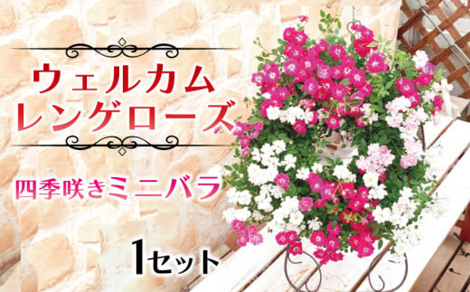 12月22日（金）価格改定予定】 お花 ウェルカムレンゲローズ 四季咲き