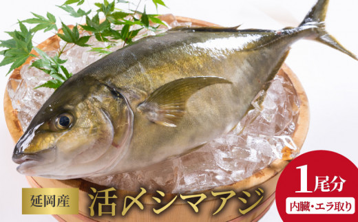 延岡産活〆鮮魚 職人技の脱血鮮魚 シマアジ N019-ZB419 請関水産