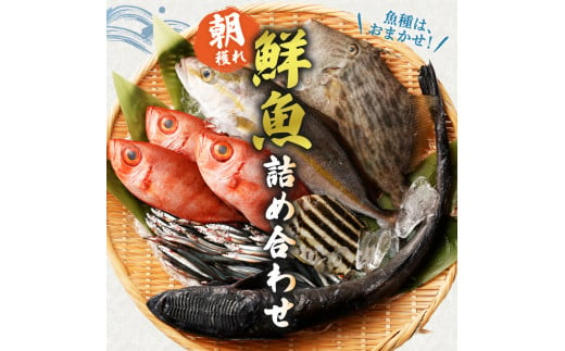 旬の朝獲れ鮮魚詰め合わせ【以布利定置網 漁師直送】【S00818