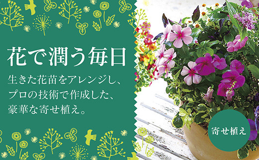 C102 ありきたりな寄せ植えに満足できない方へ [花うるる おまかせ