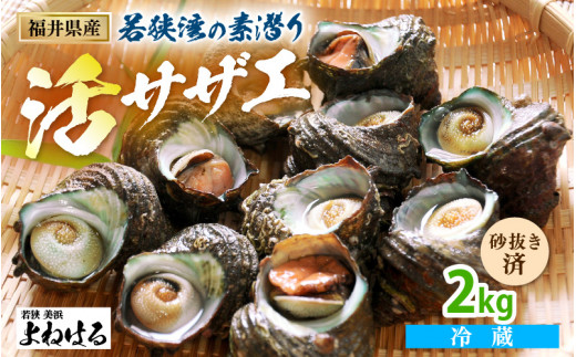 [m17-a003] 【期間限定】若狭湾の素潜り 天然 活サザエ 2kg(説明書