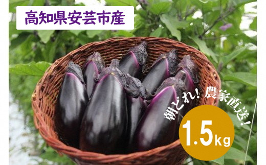 69-2　農家直送！高知県安芸市産　朝採れナス　1.5ｋｇ