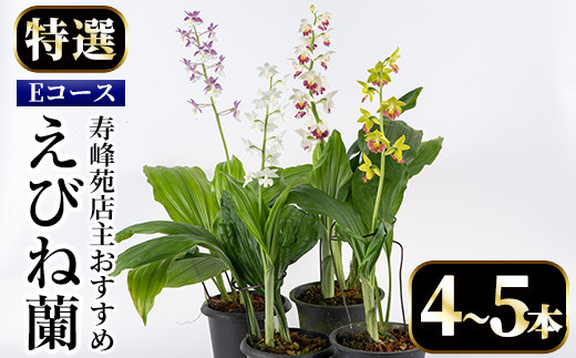 個数限定】寿峰苑特選えびね蘭 店主おすすめ標準Eコース（4本～5本