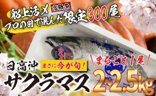 ＜2024年5月から順次発送＞ 北海道産 サクラマス 2～2.5kg まるごと 1尾 ＜ 予約商品 ＞ 北海道 鱒 マス 旬 新鮮 魚 鮮魚 活〆