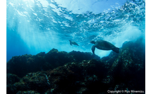 yÉzӂ邳Ƒg@Cmʐ^Ɓ@ɂ@ipl@Breaking waves of turtlesi_MG_0350_A4j