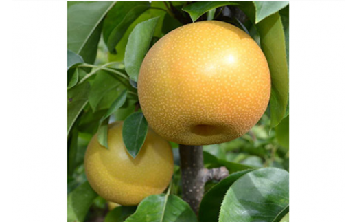 ya̎RlzyH̔za̎R̎㐬n 4kg