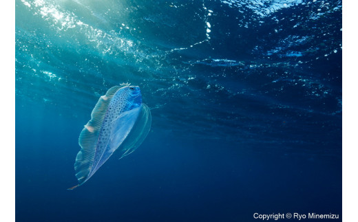 yÉzӂ邳Ƒg@Cmʐ^Ɓ@ɂ@ipl@Polka-dot ribbonfish swimming in the morning suni_D5A5726_A4j