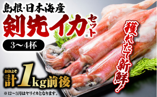 鮮魚セットE YM-5 イカ 3～4杯 計約1.0kg 島根 山陰 日本海産