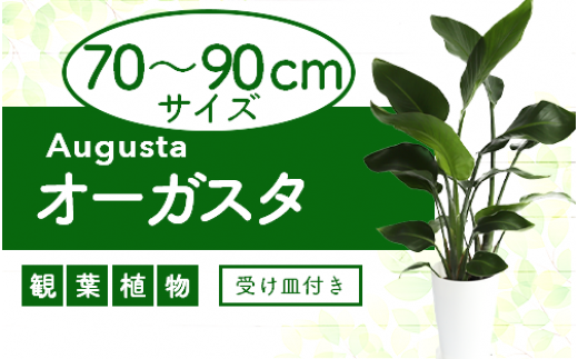 【観葉植物】オーガスタ70cm～90cm(弓指園芸/014-1379) 観葉植物 植物 鉢付 インテリア 室内 オフィス おしゃれ プレゼント ギフト  開店祝い 移転祝い マイナスイオン【配送不可地域：北海道・沖縄県・離島】