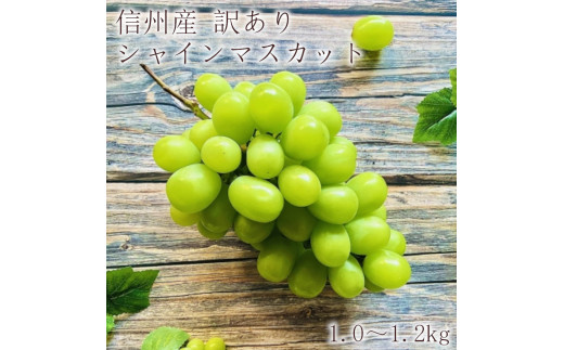 J0957 h【訳あり】シャインマスカット 1.0～1.2kg【2025年9月上旬以降