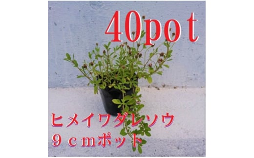 緑の力で地球を元気に!＜ヒメイワダレソウ＞9cmポット 緑の絨毯 40鉢 芝生のように広がる【1405113】 - 三重県鈴鹿市｜ふるさとチョイス -  ふるさと納税サイト