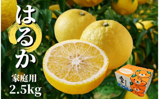はるか】家庭用 約2.5kg ＜2026年2月～3月中旬頃発送＞ 愛媛 みかん