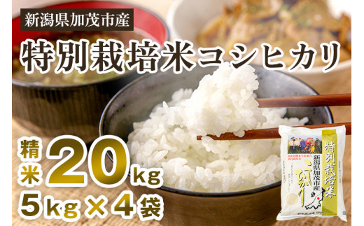 【令和5年産米】新潟県加茂市産 特別栽培米コシヒカリ 精米20kg（5kg×4）白米 従来品種コシヒカリ 加茂有機米生産組合