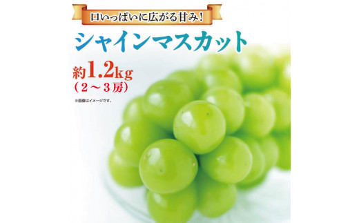 シャインマスカット 2房～3房 約1.2kg 【シャインマスカット ぶどう