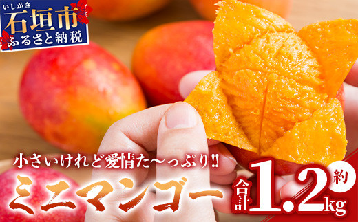 沖縄県産 トロピカルフルーツセット マンゴー＆ミニマンゴー