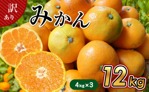 6キロ×2箱】 たまな産 温州みかん12kg - 熊本県玉名市｜ふるさと