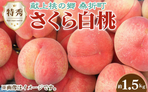 【福島県桑折町】No.168 もも【さくら白桃・2026年産先行受付】特秀1.5kg 桑折町産 JAふくしま未来 桃 / モモ 果物 くだもの フルーツ 甘味 果汁 ジューシー 桑折 こおり こおりまち 福島県