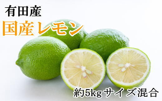 有田産の安心国産レモン約5kg （サイズ混合）※着日指定不可※2024年3月下旬頃までに順次発送予定