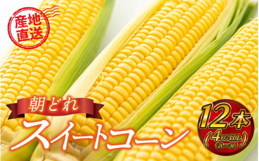 糖度19度以上 朝どれ スイートコーン 12本/4kg以上 （2L～3L） - 島根県邑南町｜ふるさとチョイス - ふるさと納税サイト