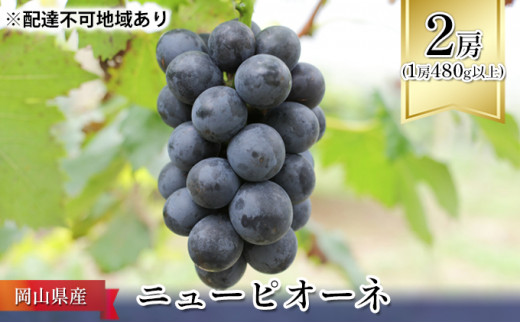 ぶどう 2024年 先行予約 ニュー ピオーネ 2房（1房480g以上） ブドウ 葡萄 岡山県産 国産 フルーツ 果物 ギフト [№5735-1090]