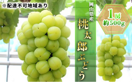 ぶどう 2024年 先行予約 桃太郎 ぶどう 1房 約500g ブドウ 葡萄 岡山県産 国産 フルーツ 果物 ギフト