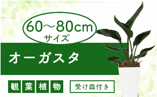 サンプル写真