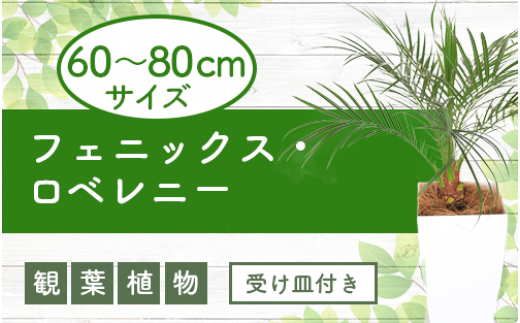 【観葉植物】フェニックス・ロベレニー60cm～80cm(Green Base