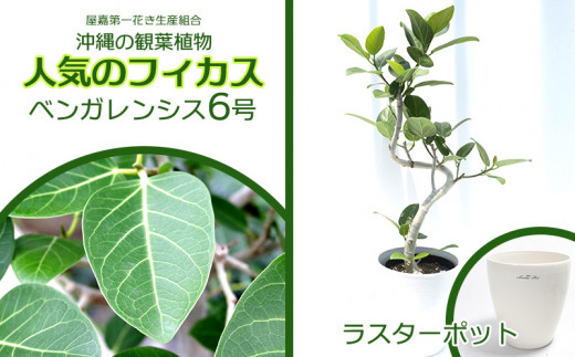 沖縄の観葉植物 人気のフィカス アルテシマ6号 ラスターポット