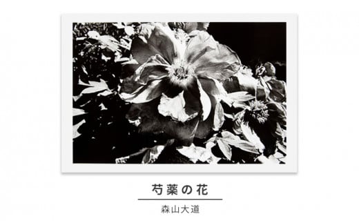 zushi art gallery森山大道写真作品「芍薬の花」（写真集『光と影』1982年より） [№5875-0588] -  神奈川県逗子市｜ふるさとチョイス - ふるさと納税サイト