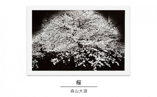 zushi art gallery森山大道写真作品「桜」（写真集『光と影』1982年より） [№5875-0589]