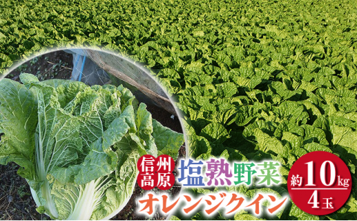 信州高原塩熟野菜（オレンジクイン）約10kg 4玉[№5915-1124]